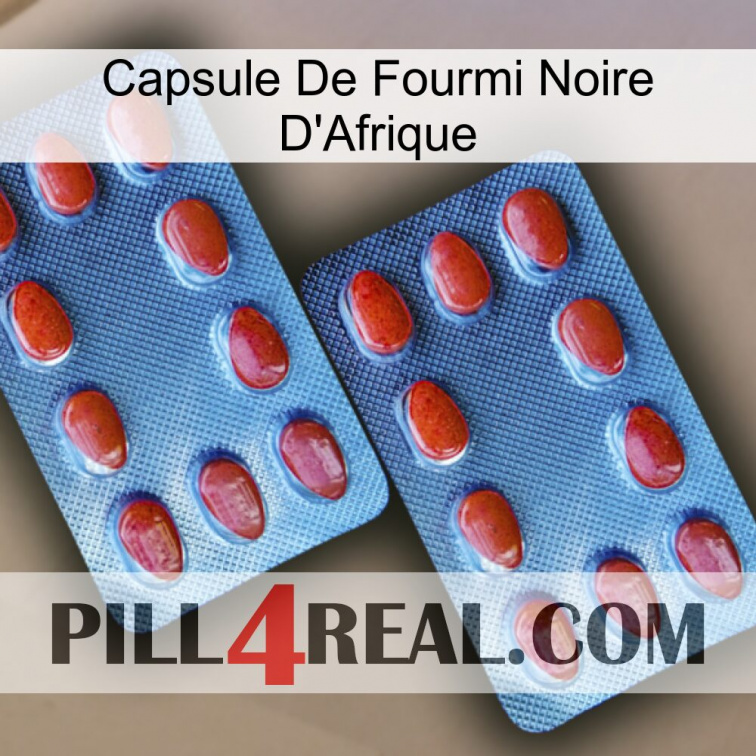 Africa Black Ant Capsule 05